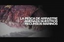 Por qué regular la pesca de arrastre