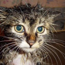 gato-mojado gato-mojado