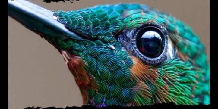 Cuanto Late El Corazon De Un Colibri